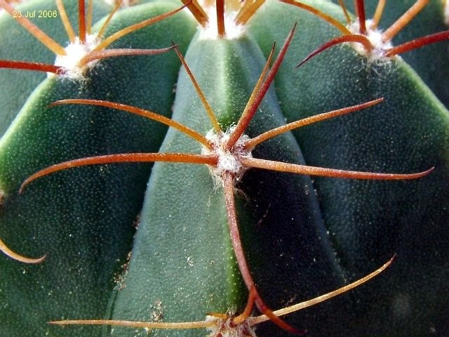 Melocactus _concinnus_ GC357.01 _03